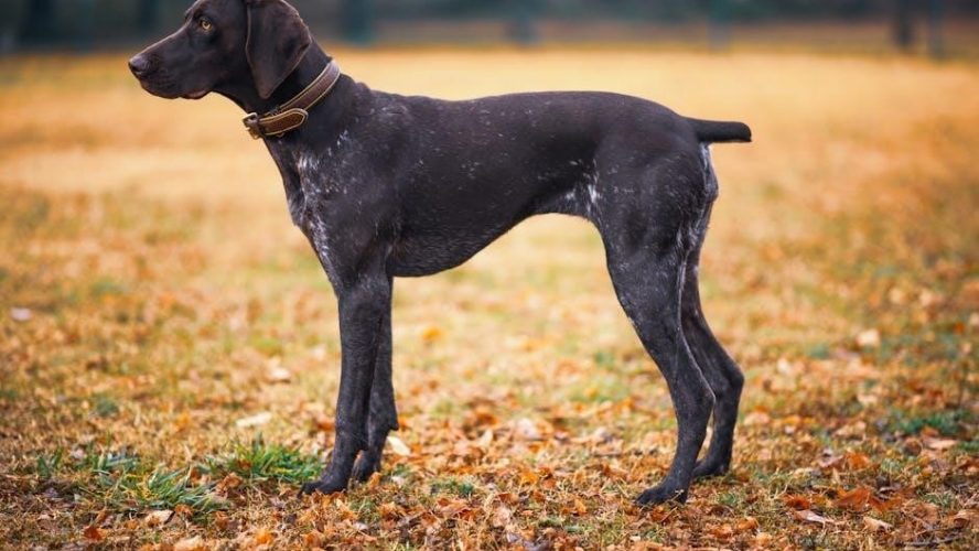 garrett pro pointer at manual